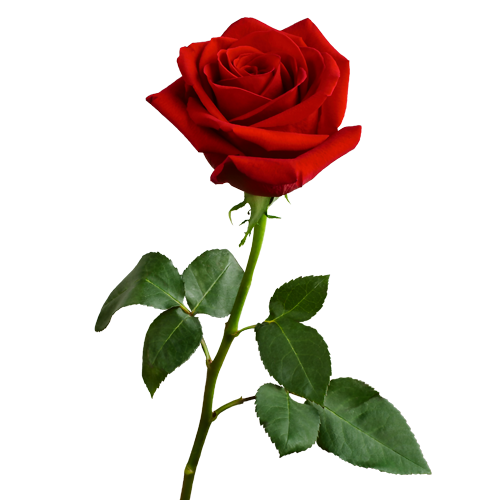 Rose of Remembrance